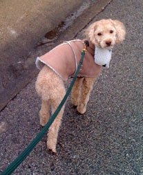 Ziggy the miniture poodle on his mid-day walk