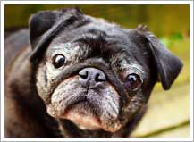Chloe the cute black pug, Amy's Happy Critters Pet Sitting