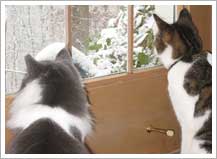 Simon, long haired grey and white cat, Zee brown, black and white tabby, Amy's Happy Critters Pet Sitting