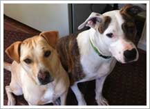 Amy's Happy Critters Pet Sitting