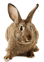 house pets