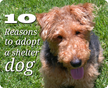 10 Reasons to adopt a shelter dog. Cute dog sitting in grass.