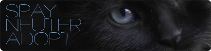 black kitten with blue eyes, spay neuter, adopt